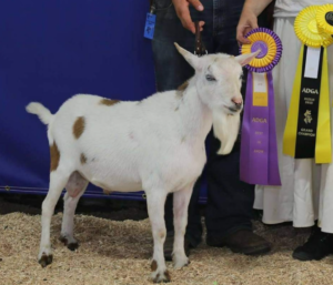 Sire: CSB FARM KING WRANGLER FS88 (VVE )
Photo Credit: Double H Toy/Mini Farm