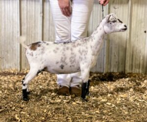 Daughter: CSB FARM KAYLEE
