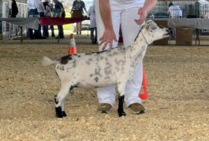 Daughter: CSB FARM KAYLEE