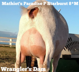 Sire's Dam: MATHIOT'S PARADISE P STARBURST FS87 (+VVV) 
Photo Credit: Double H Toy/Mini Farm