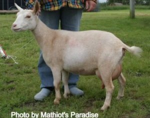 Sire's Dam's Dam: SG 
RHV CTO PEPPERMINT PATTY FS86 (++EV)  
Photo Credit: Mathiot's Paradise