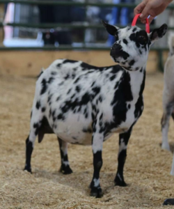 Dam: SG Gerle Ranch Kit Kat VEVE 90
Photo Credit: Quiver Full Farm
