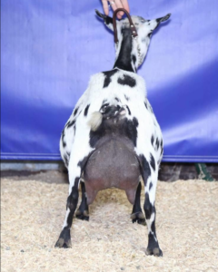 Dam: SG Gerle Ranch Kit Kat VEVE 90
Photo Credit: Quiver Full Farm
