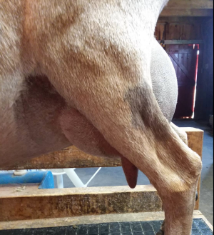 Sire's Dam: SG Breezy Farms HH Winter Royale 8*M VVEE90
Photo Credit: Dawson's ND