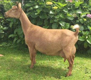 Sire's Dam: SGCH Castle Rock Nikita VVEE 90

Photo Credit: Castle Rock Farm