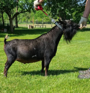 Dam's Sire: DAWSON'S ND DR RYDER'S REGIME  FS87 (VEE)