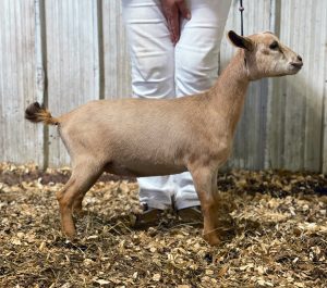 Daughter: ONEWINDMILLACRES DF TINYHOPPER