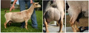 Sire's Dam: OLSON ACRES IRR CHERISE  FS87 (++VE)